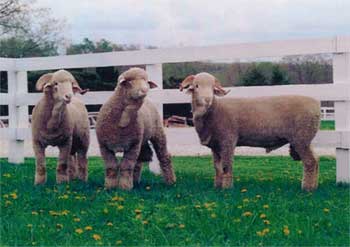 ramb3