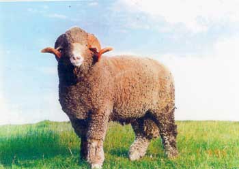 rambulje1